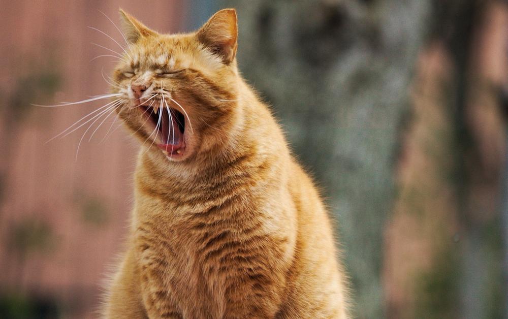 Understanding the Emotional and Spiritual Significance of a Cat's Nighttime Cry
