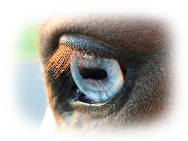 What Is Your Spiritual Connection With Your Horse