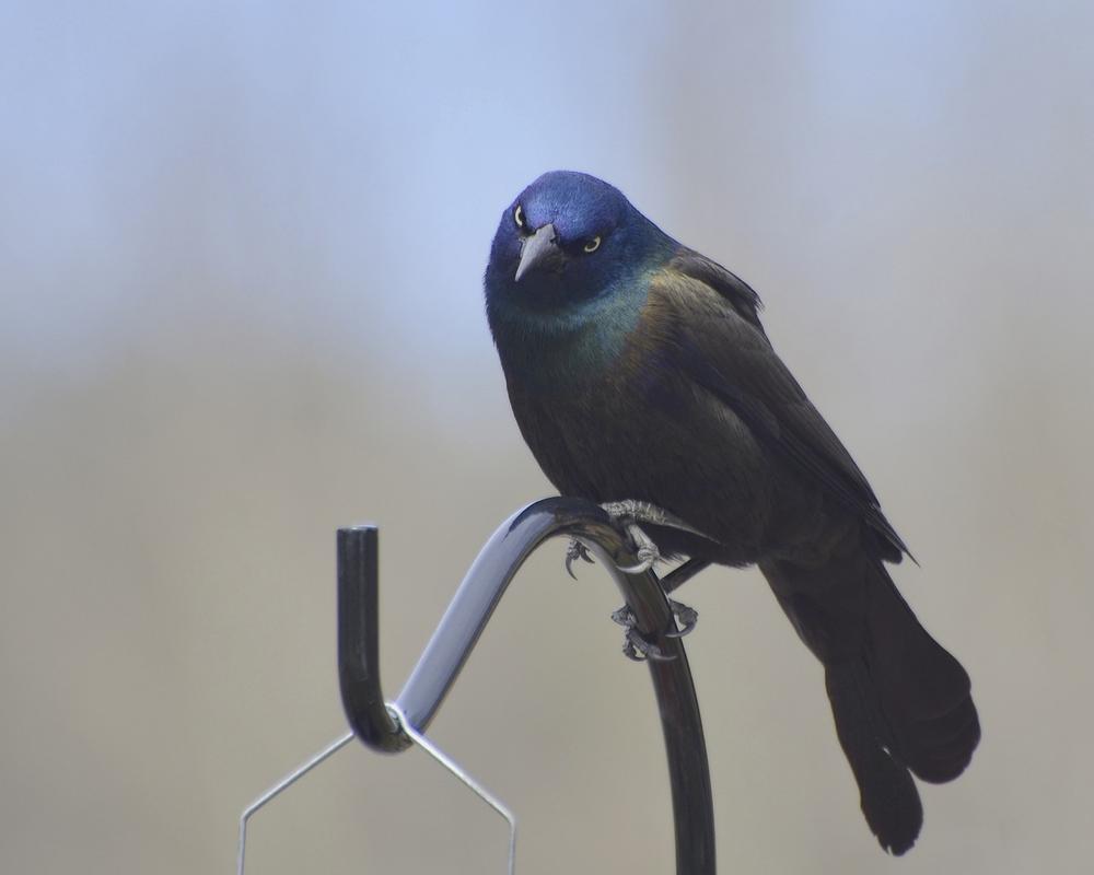 Grackles as Messengers From the Spirit Realm