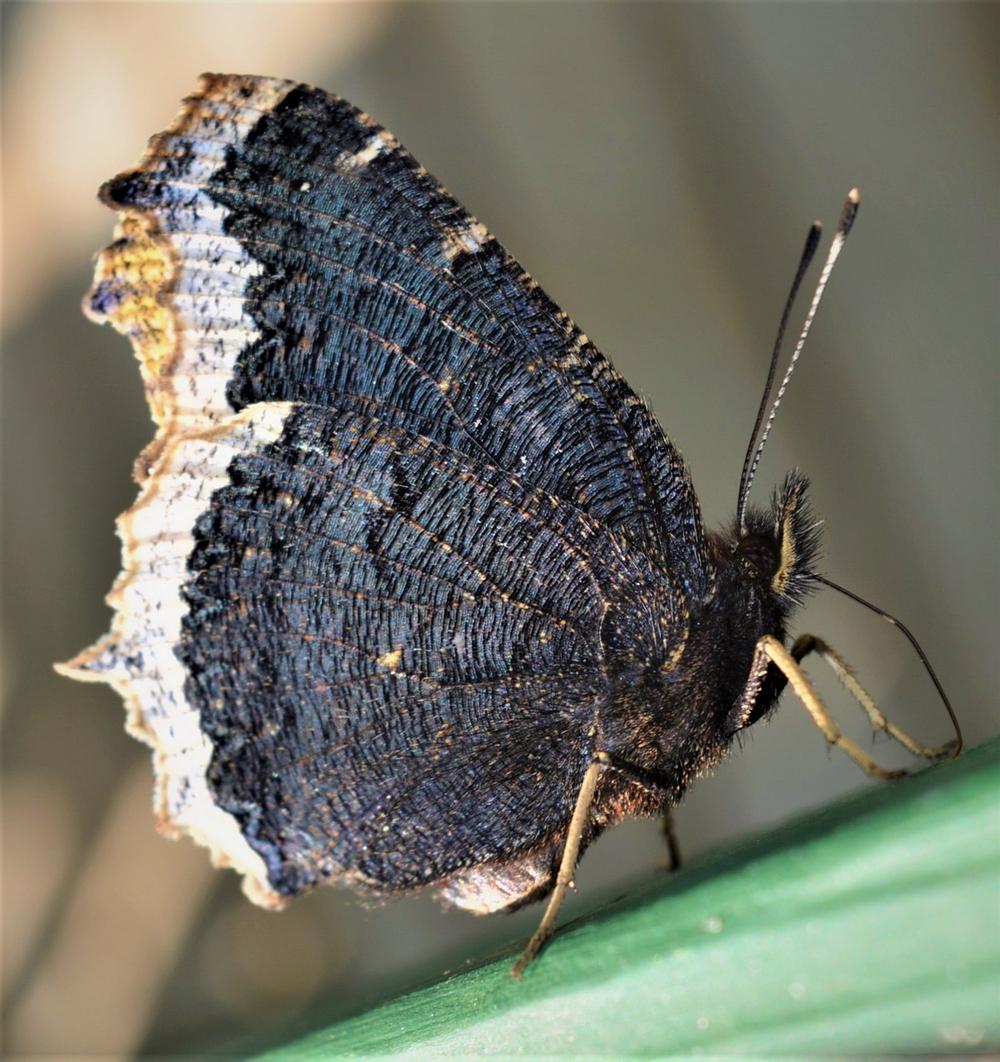 What Does a Mourning Cloak Butterfly Symbolize?
