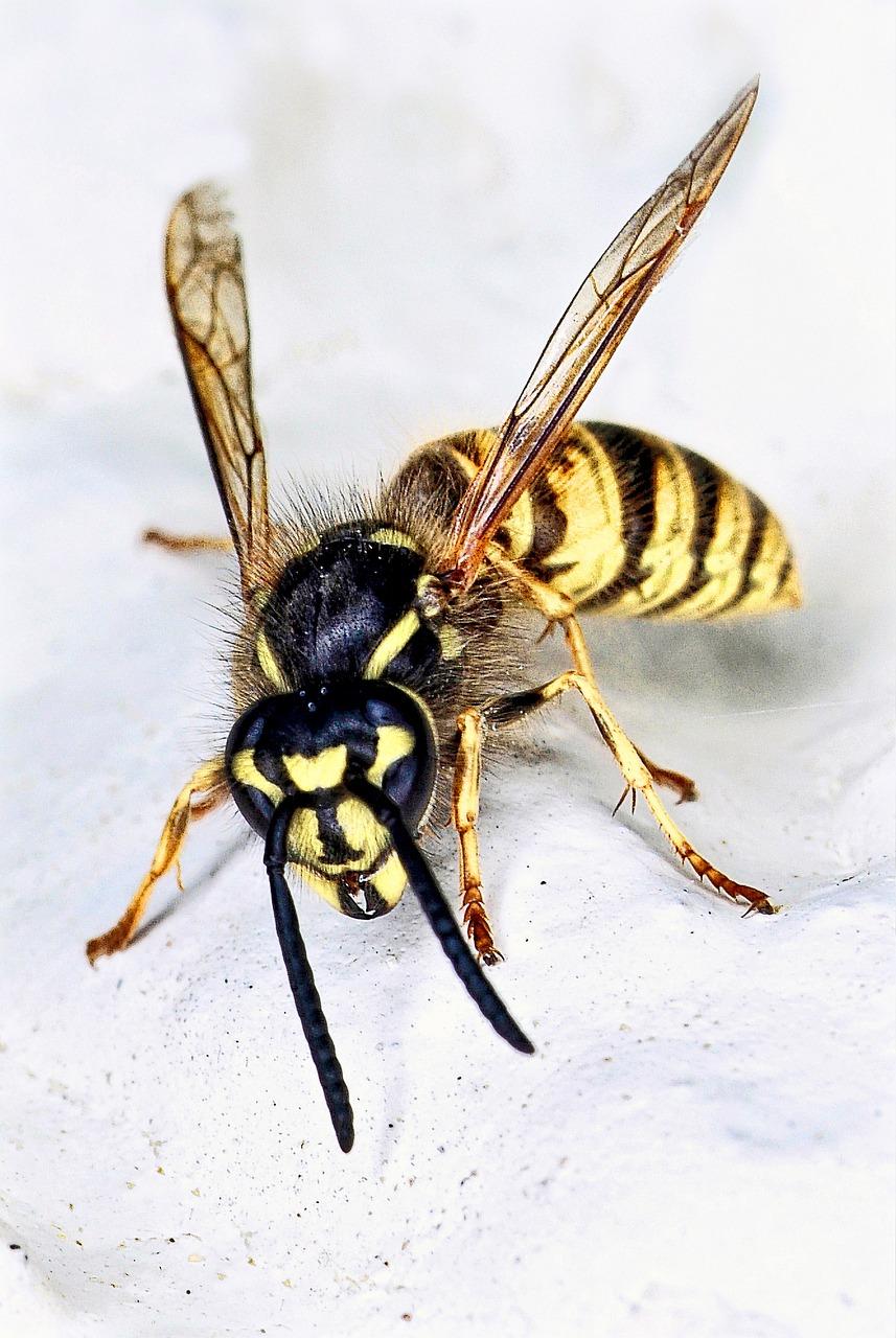 Spiritual Meanings of Wasp