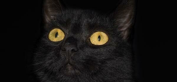 Spiritual Meaning of a Black Cat Yellow Eyes