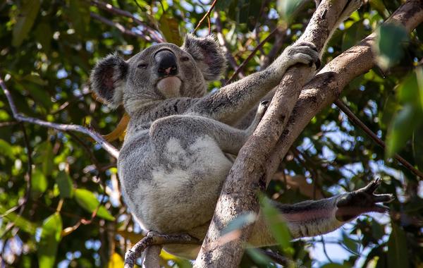 What Is the Spiritual Meaning of a Koala Bear