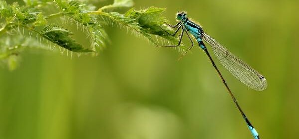Dragonfly and Butterfly Spiritual Meaning