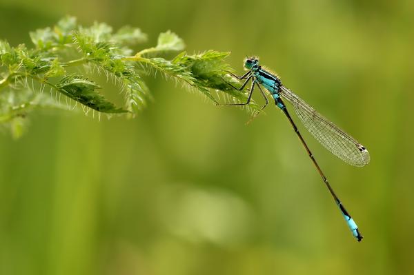 Dragonfly and Butterfly Spiritual Meaning
