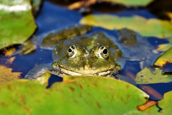 Frog Toad Spiritual Meaning