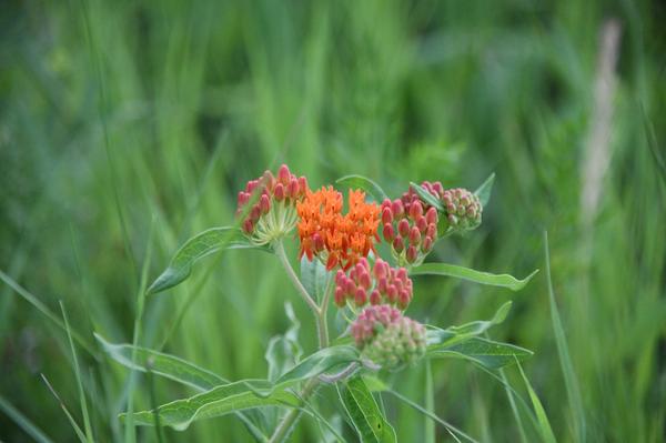 Butterfly Weed Spiritual Meaning