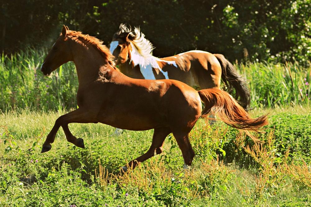 What Does a Horse Represent Spiritually?