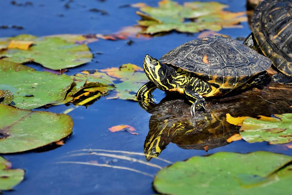 Embracing the Turtle as Your Spiritual Companion
