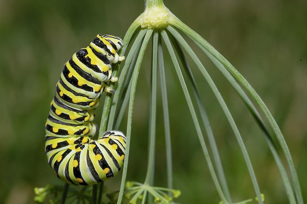 Caterpillars as Intuitive Guides and Guardians