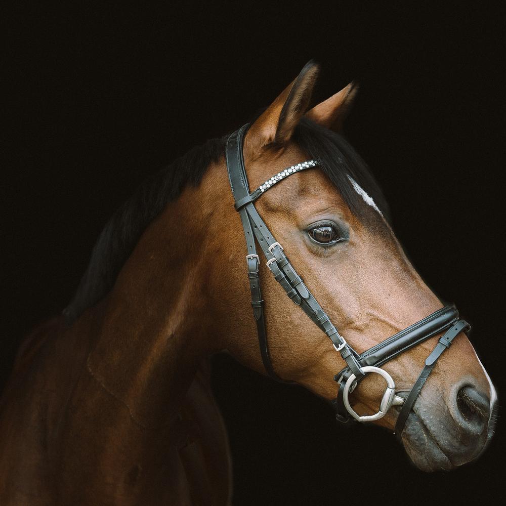 Horse as a Spirit Animal