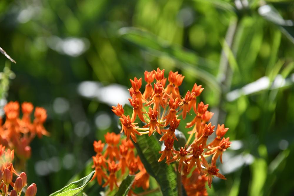 Understanding the Symbolism of Butterfly Weed