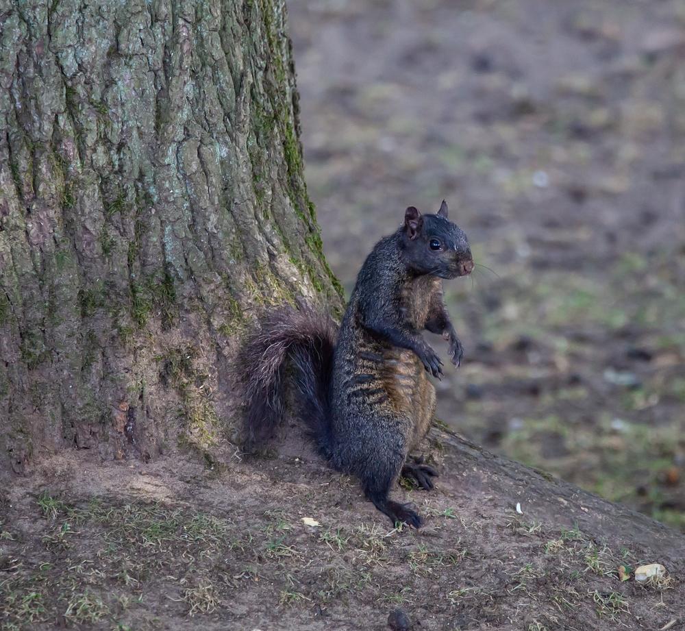 The Black Squirrel as a Messenger of Transformation and Adaptability