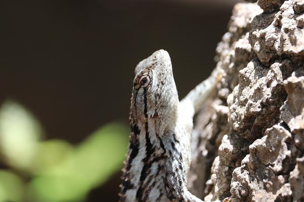 What Is the Spiritual Meaning of a Black Lizard