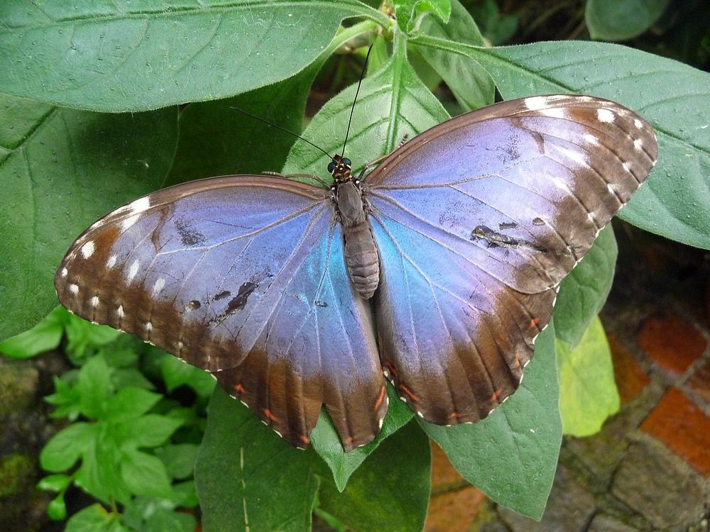 The Powerful Symbolism of Butterfly Metamorphosis and Personal Growth
