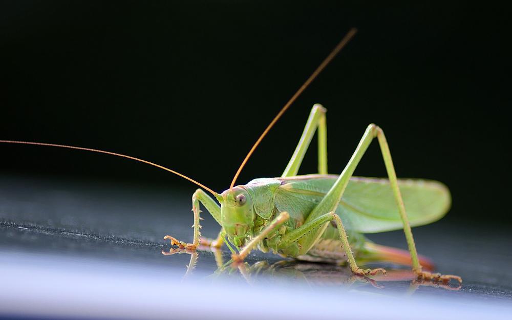 Decoding the Symbolic Messages Behind Repeated Grasshopper Sightings