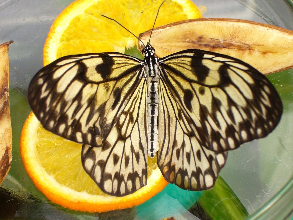 The Spiritual Significance of Butterflies as Positive Omens and Guides