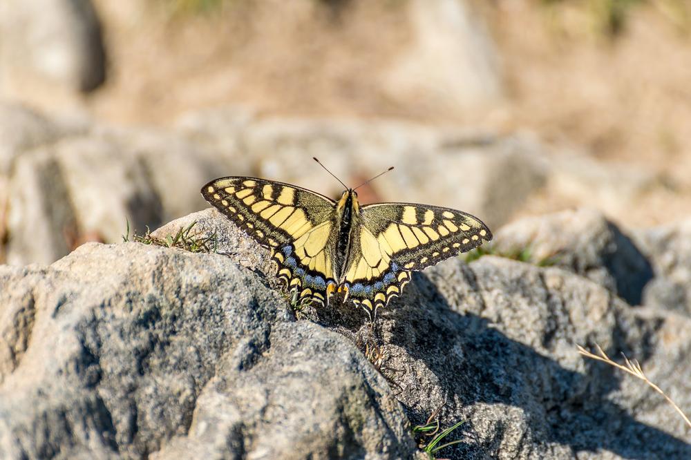What Does It Mean When You See a Black and Yellow Butterfly?