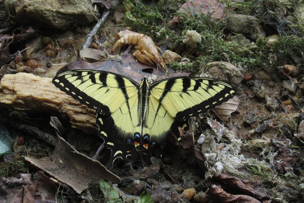 Black and Yellow Butterfly as the Soul of the Deceased