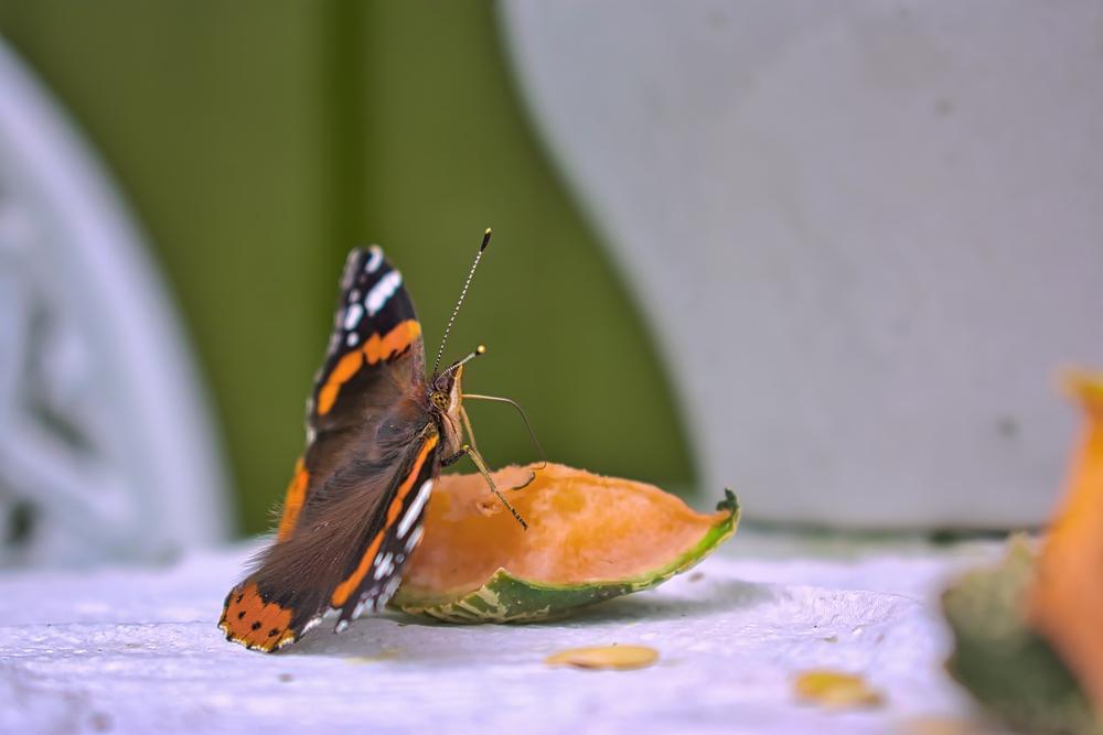 The Red Admiral Butterfly's Spiritual Message of Interconnectedness and Resilience