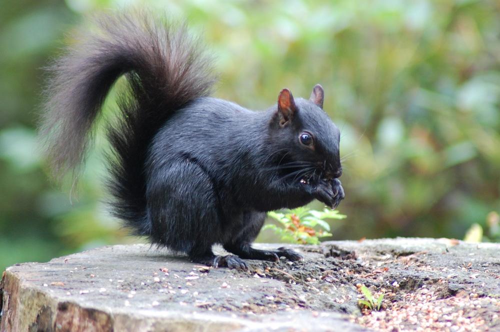The Symbolic Connections of Black Squirrels in Different Cultures