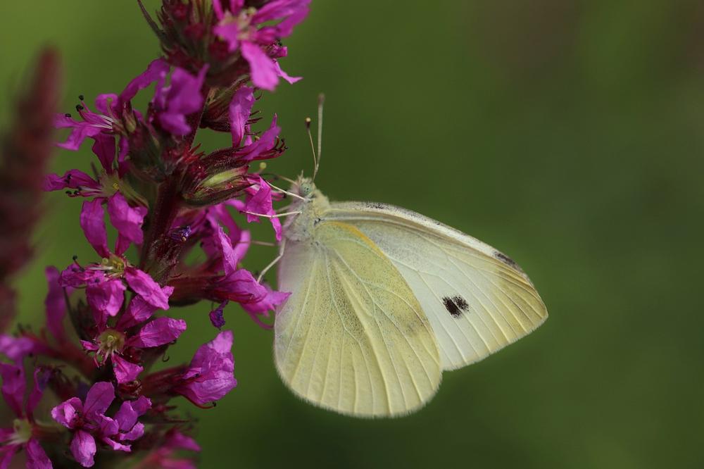The Spiritual Meaning and Interpretations of White Butterflies