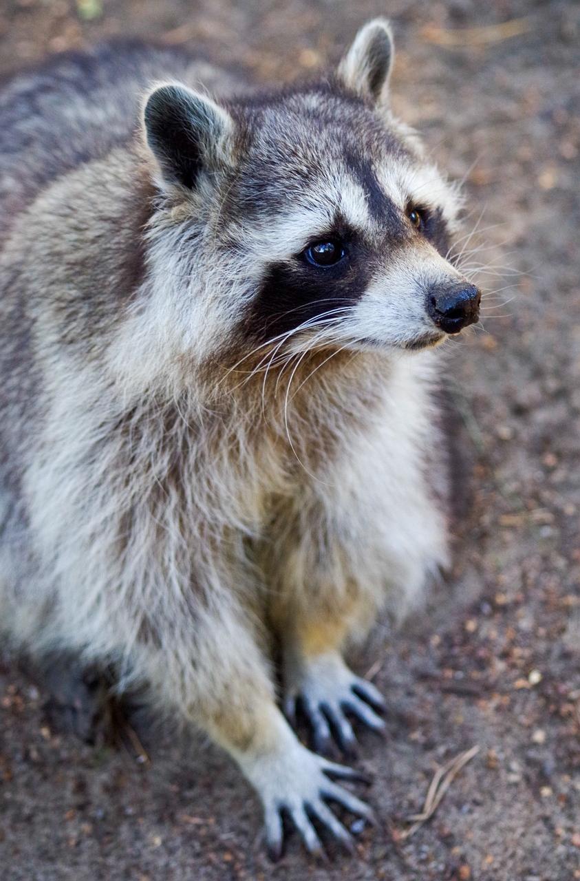 The Clever and Adaptive Raccoon: A Guide to Harnessing Its Power