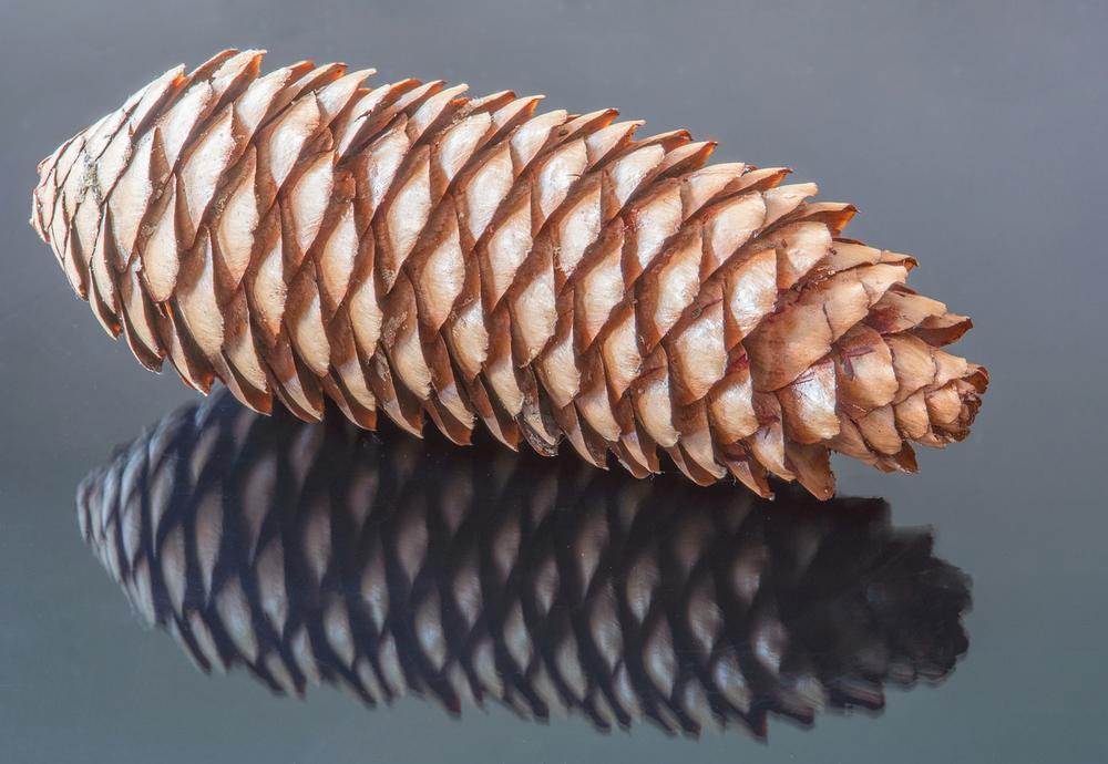 The Symbolic Interplay Between Stability and Transformation in the Pinecone and Butterfly