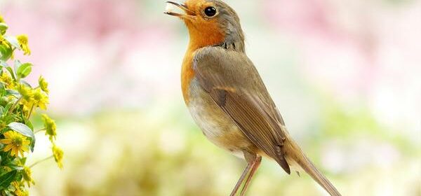 What Is the Spiritual Meaning of a Dead Robin