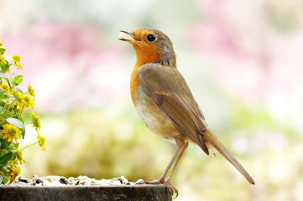 What Is the Spiritual Meaning of a Dead Robin