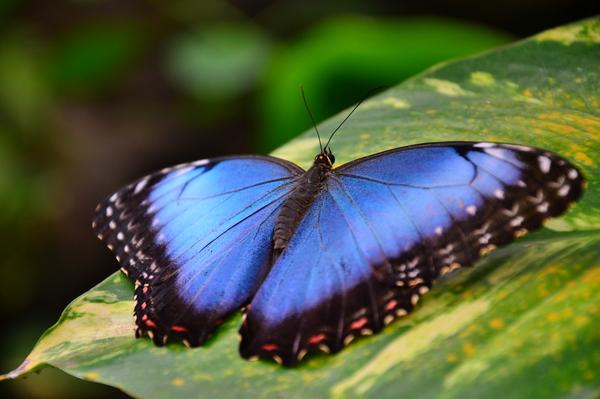 Lotis Blue Butterfly Spiritual Meaning