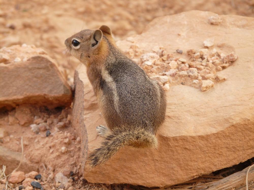 The Top 10 Spiritual Lessons From the Chipmunk