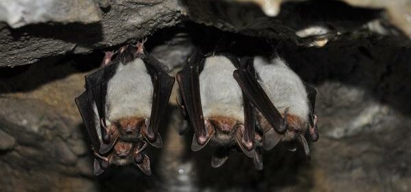 What Is the Spiritual Meaning of Bats