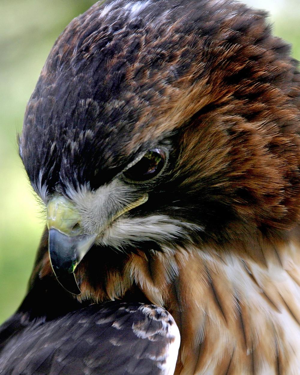 Exploring the Mythology of Hawk Feathers