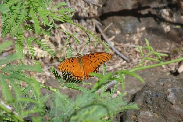 Gulf Fritillary Butterfly Spiritual Meaning