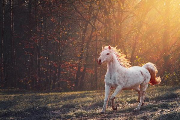 Horse in Dream Spiritual Meaning