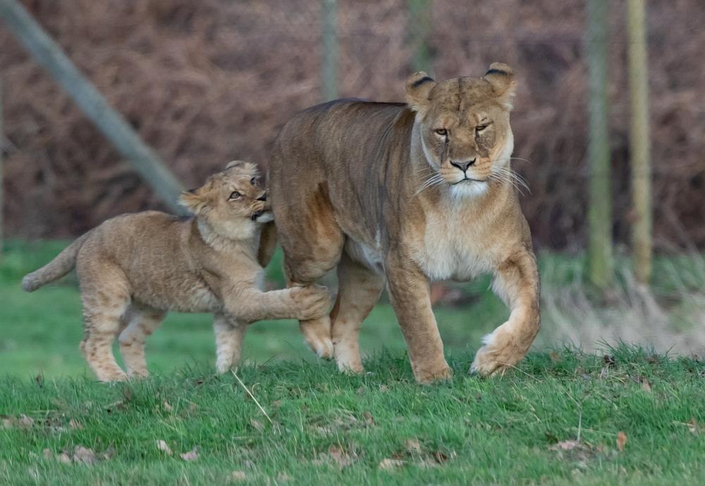 Lion Cubs and Spiritual Growth: Lessons They Teach Us