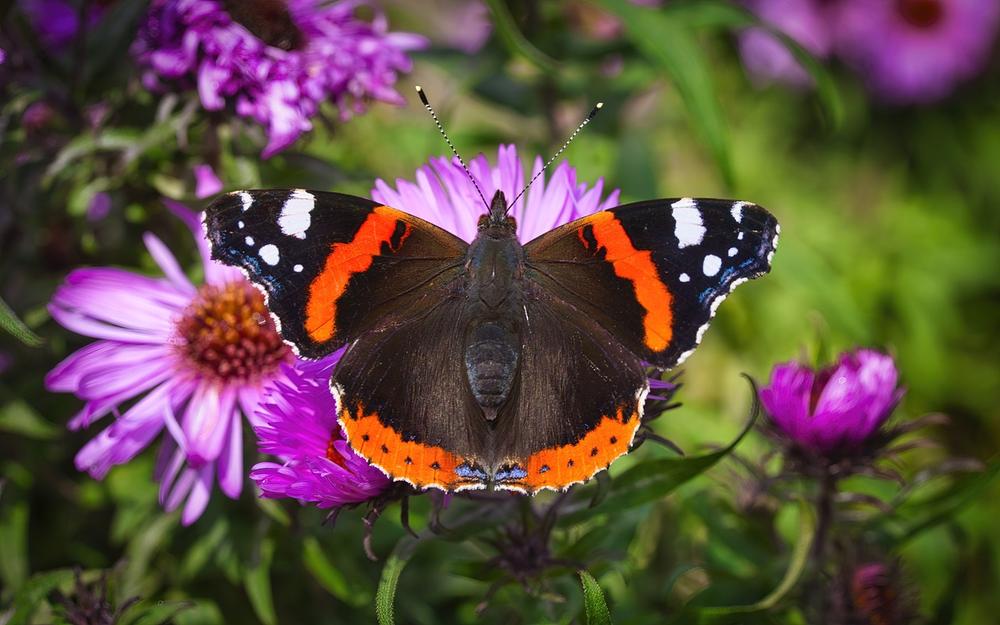 Interpreting the Meaning When You See a White Admiral Butterfly