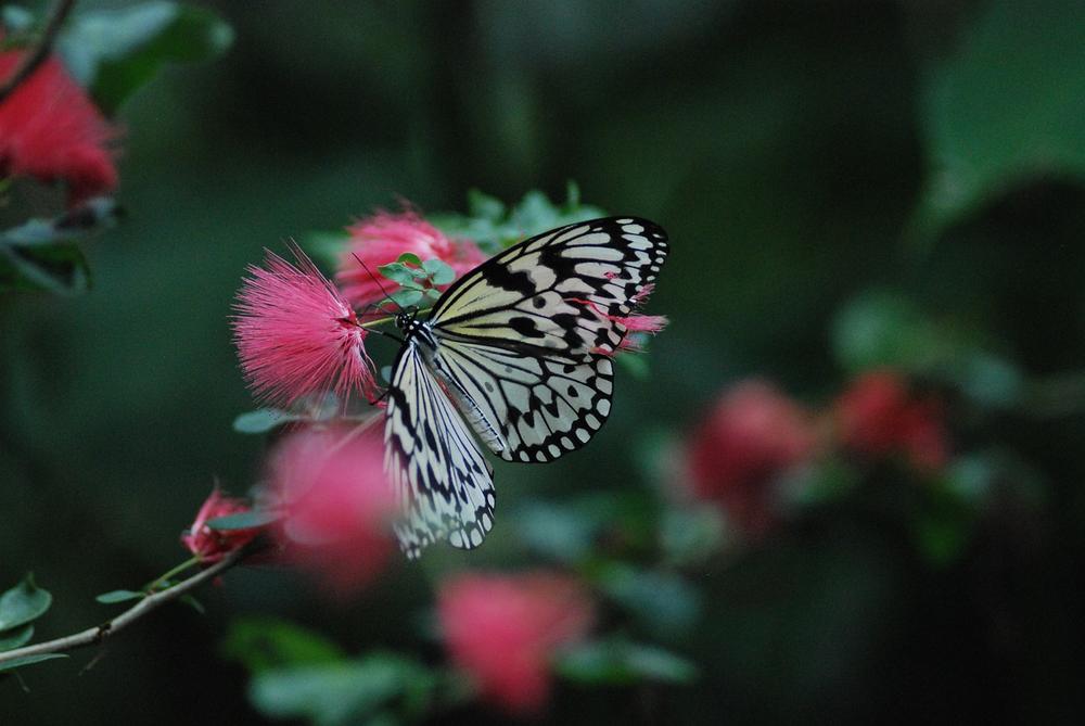 Exploring the Spiritual Meaning Behind Butterfly Moths Land on You and Unveiling Their Symbolic Significance