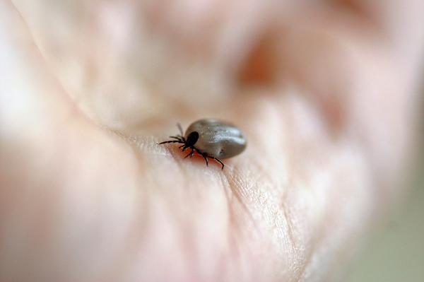 What Is the Spiritual Meaning of a Tick