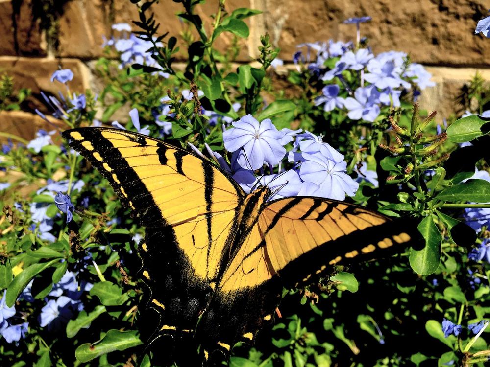 Spiritual Meaning of Black and Yellow Butterflies