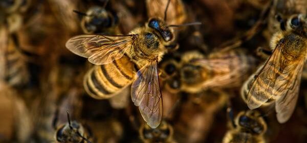 What Is the Spiritual Meaning of Seeing Bees