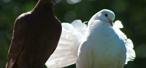 What Are the Spiritual Meanings of a Dove in Your Dreams?