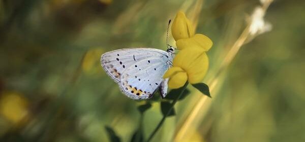 Spiritual Beliefs About Butterflies