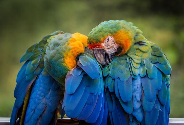 What Is the Spiritual Meaning of a Parrot