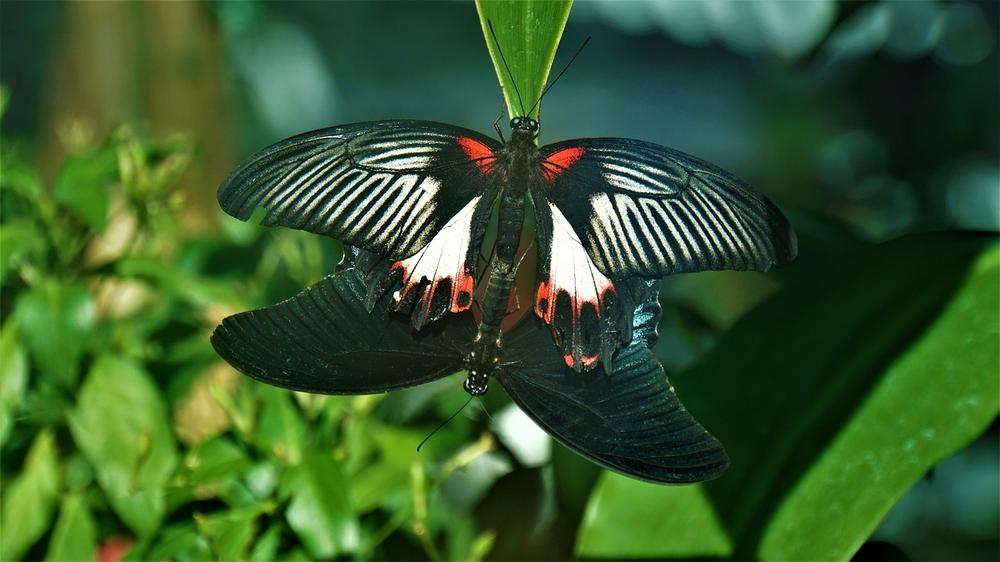 The Significance of Two Butterflies in Spiritual Transformation