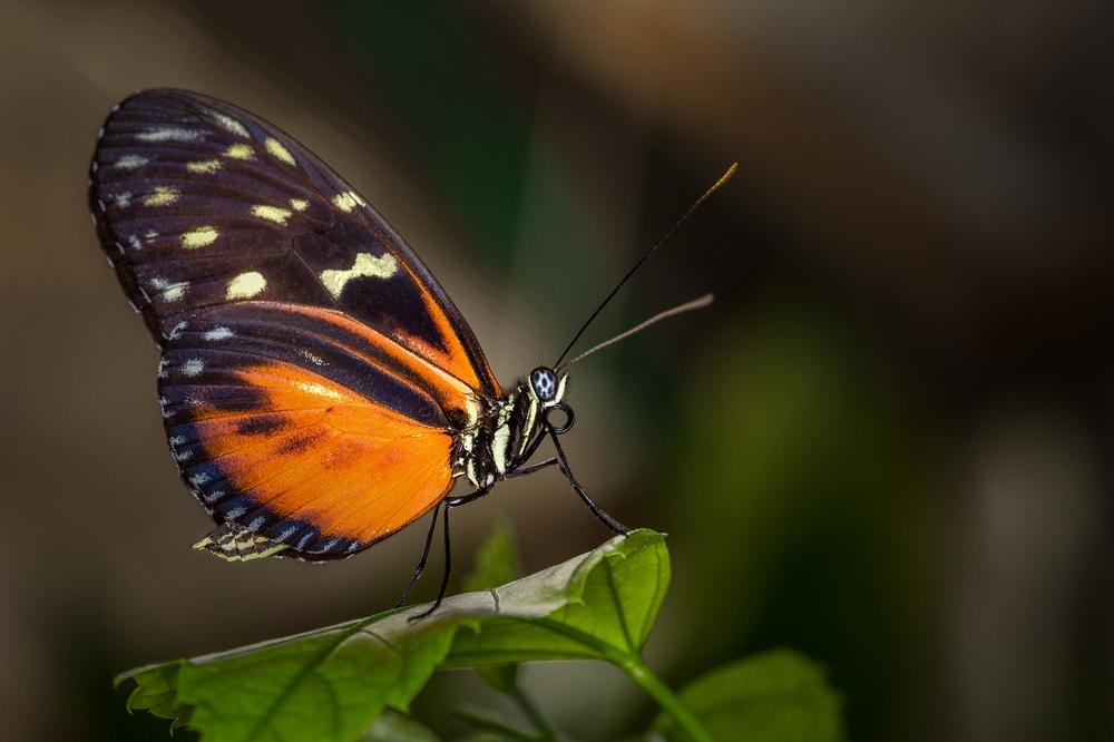 Butterflies and Moths as Symbols of Transformation