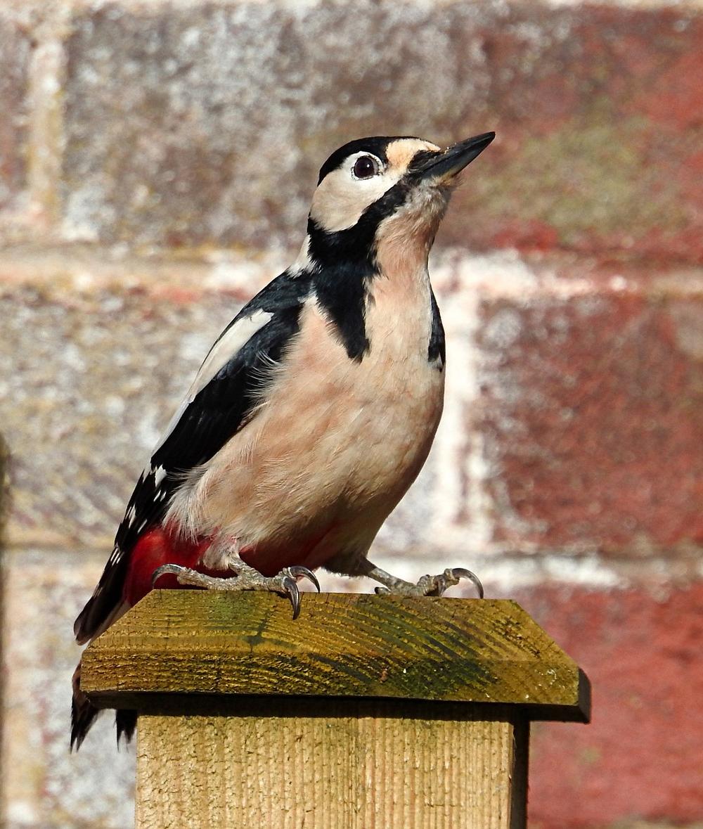 Woodpecker Spirit Animal (Spiritual Meanings)