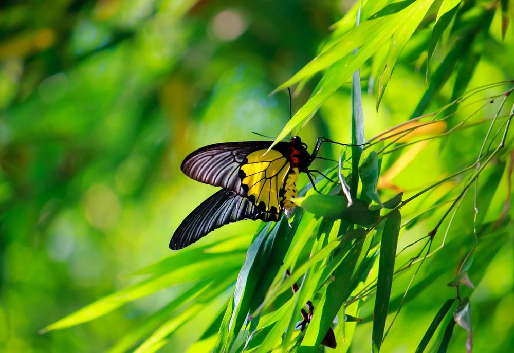 Spiritual Meaning of the Golden Butterfly