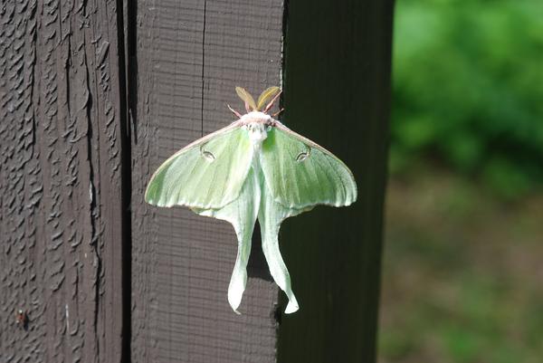 What Is the Spiritual Meaning of a Luna Moth